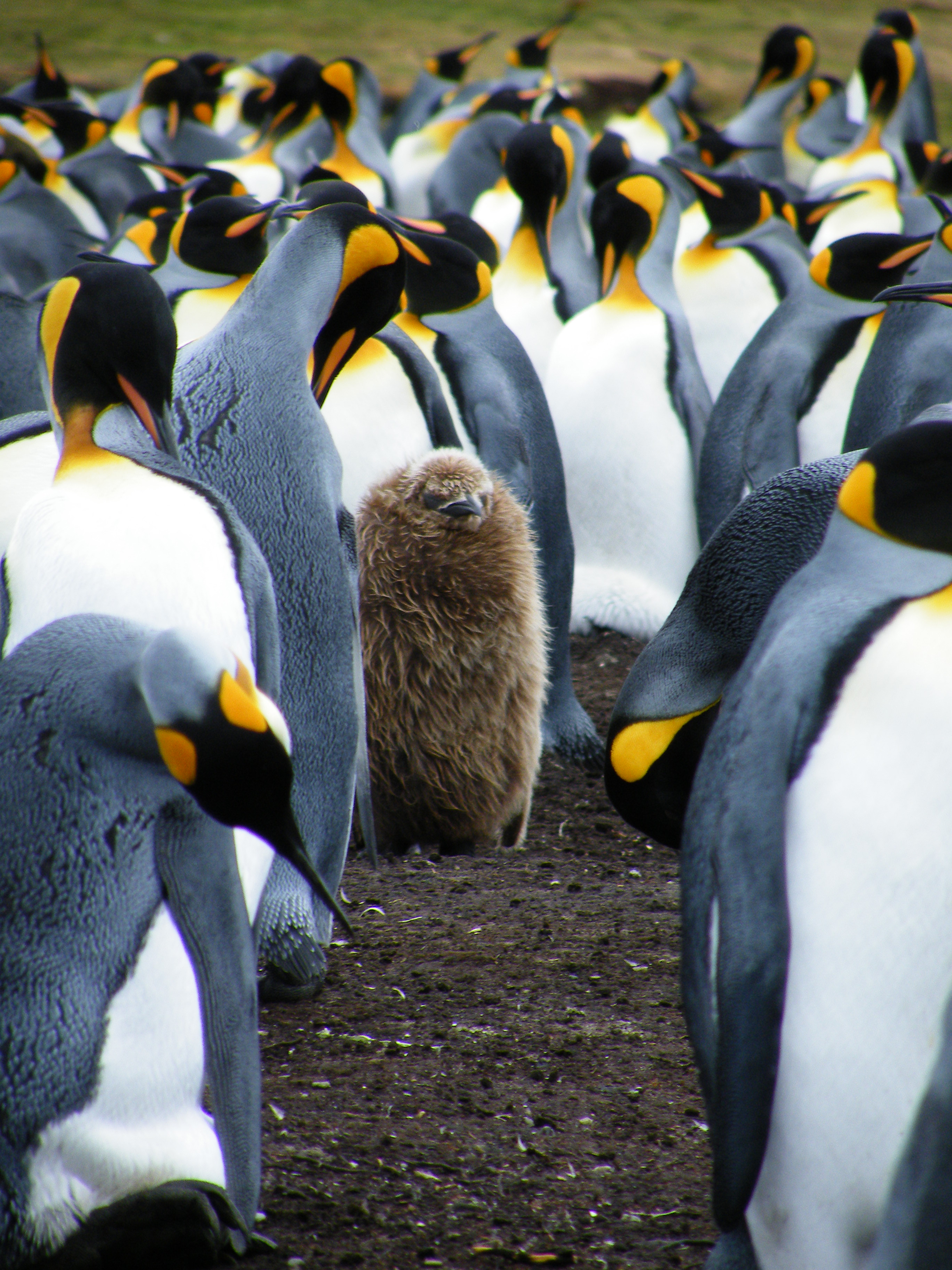 King Penguins 1 - Volunteer Point