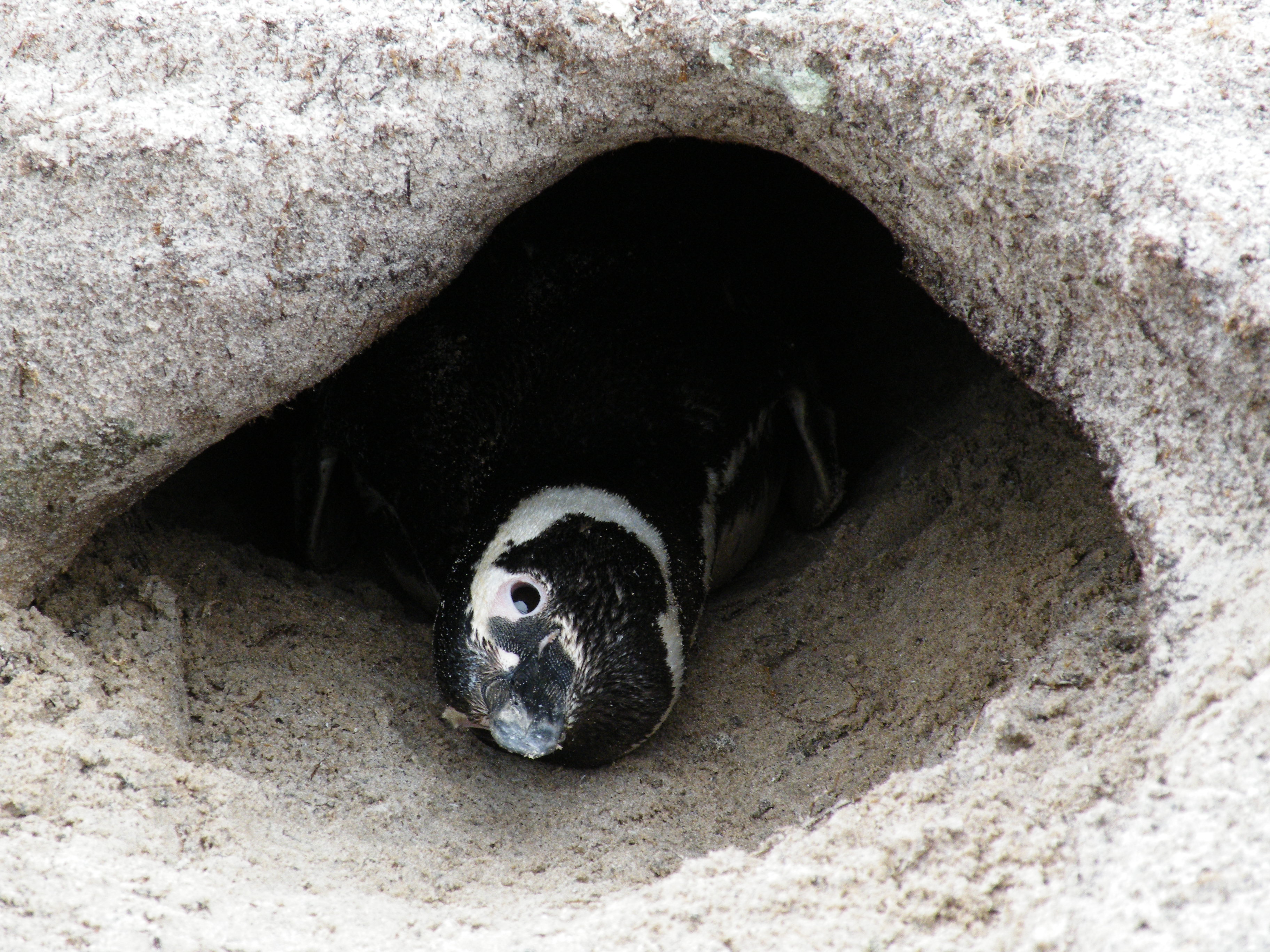 Magellanic Penguin