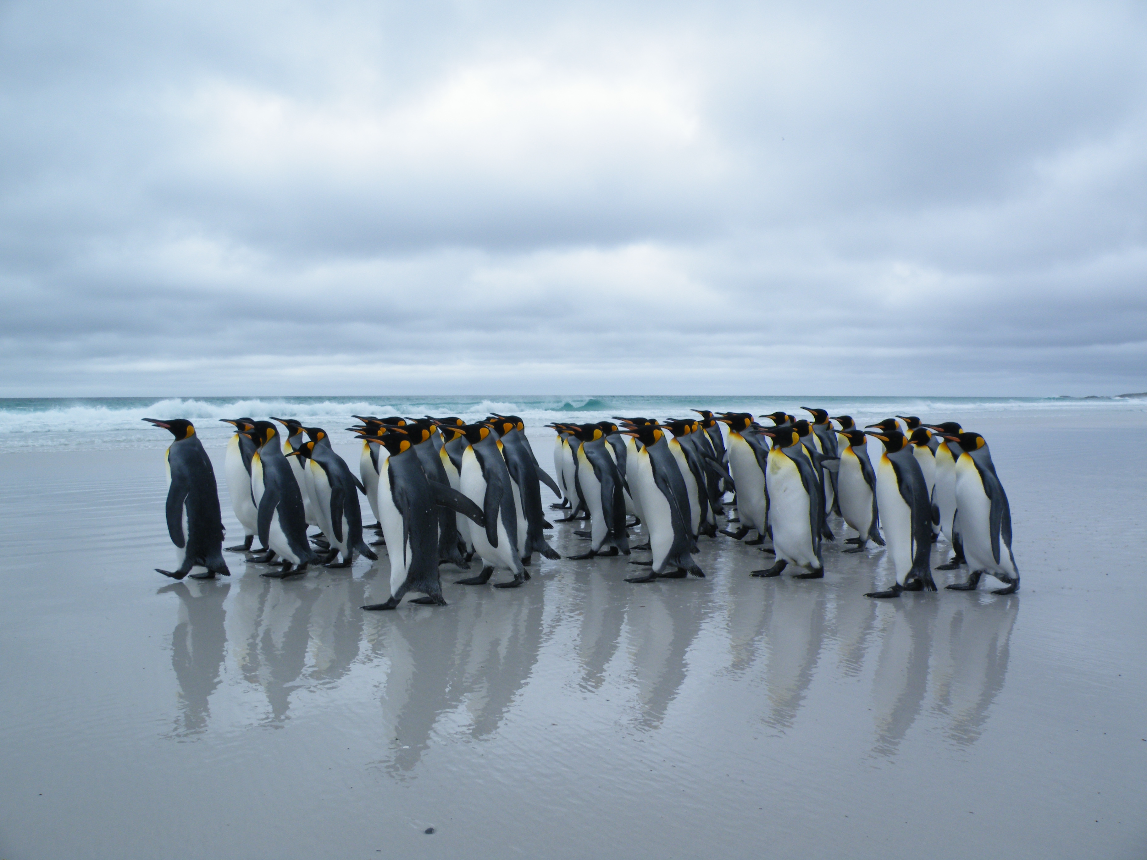 King Penguins 2 - Volunteer Point