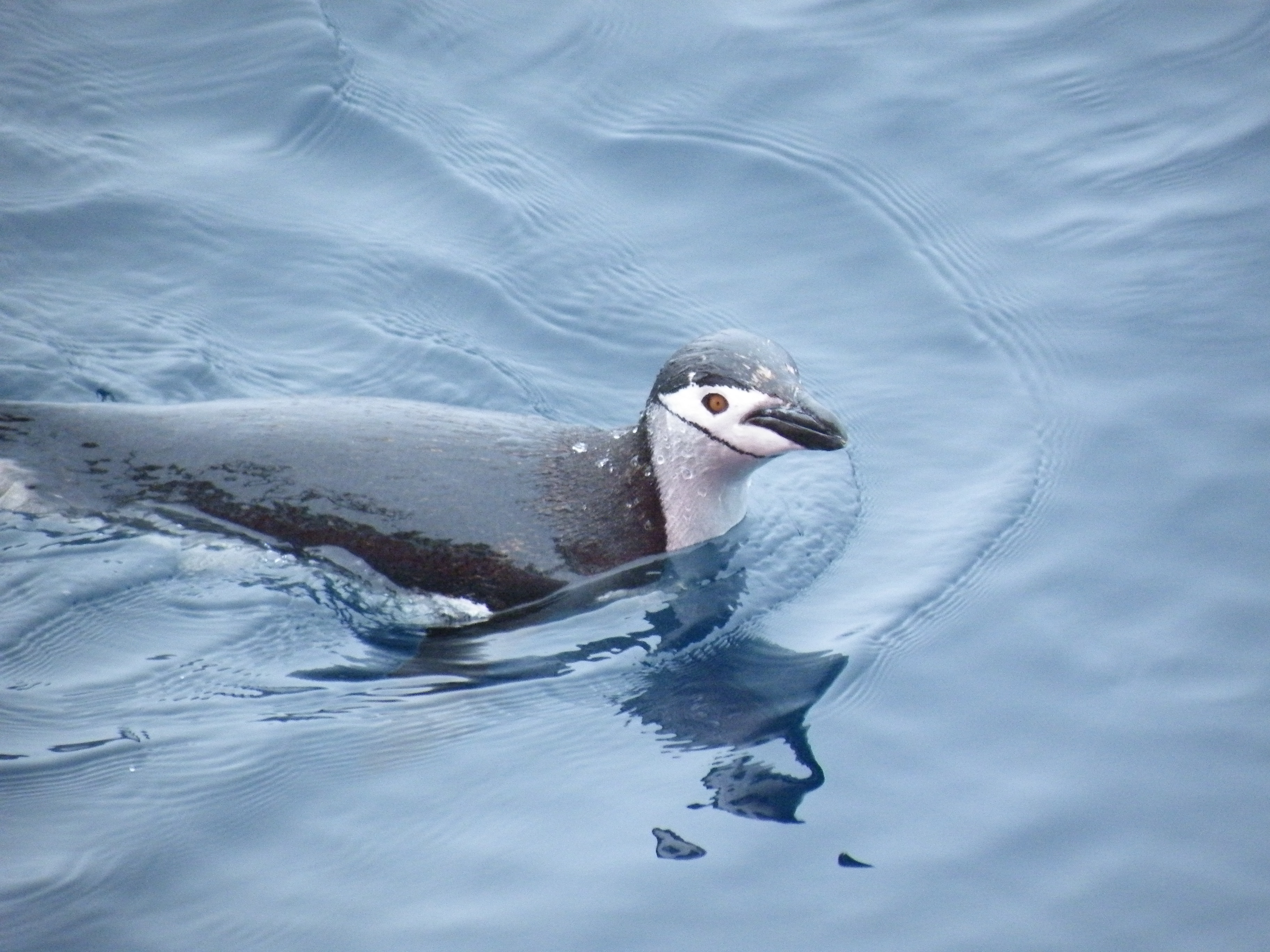 Chinstrap penguin