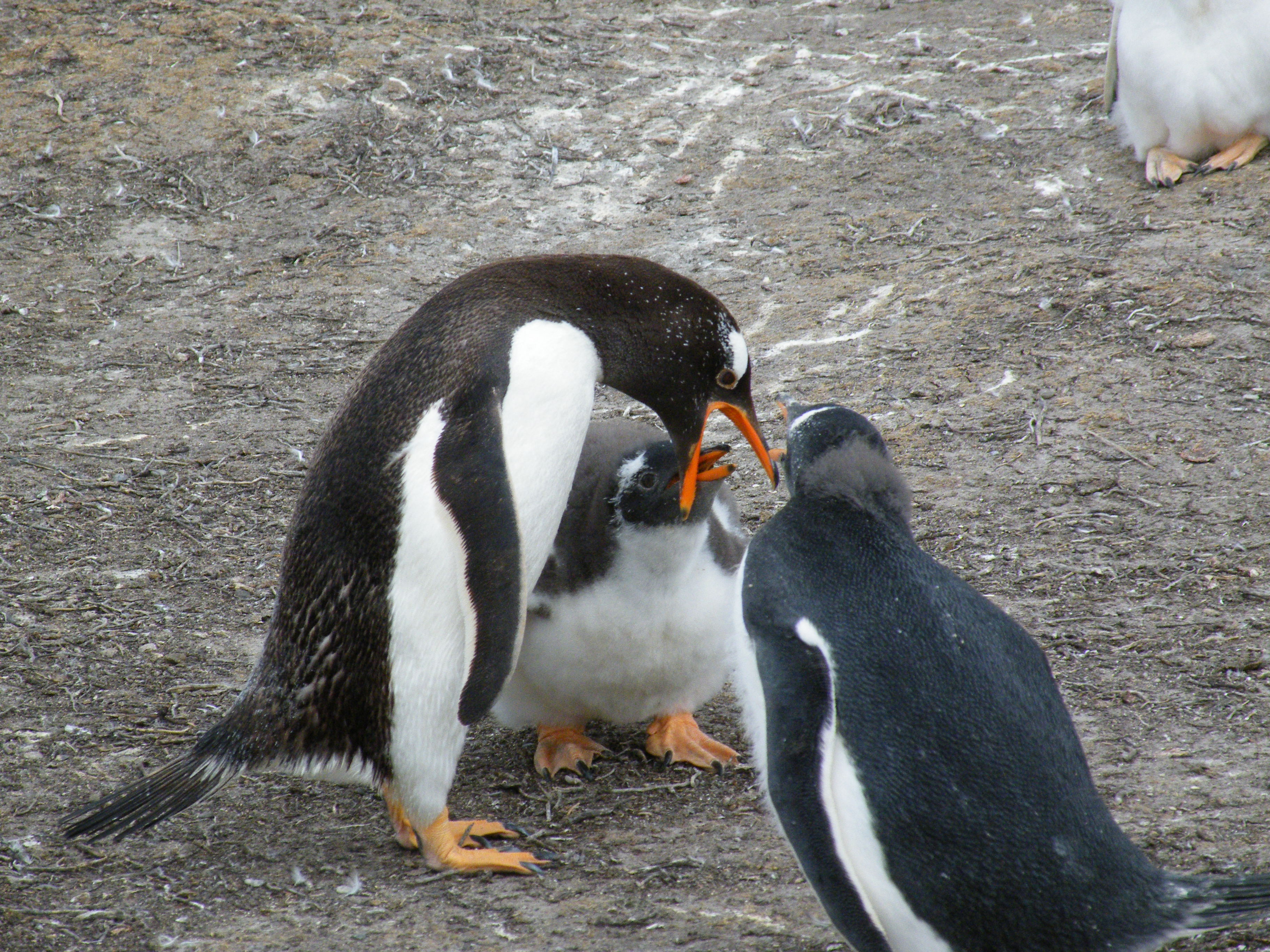 Gentoo Penguins 2