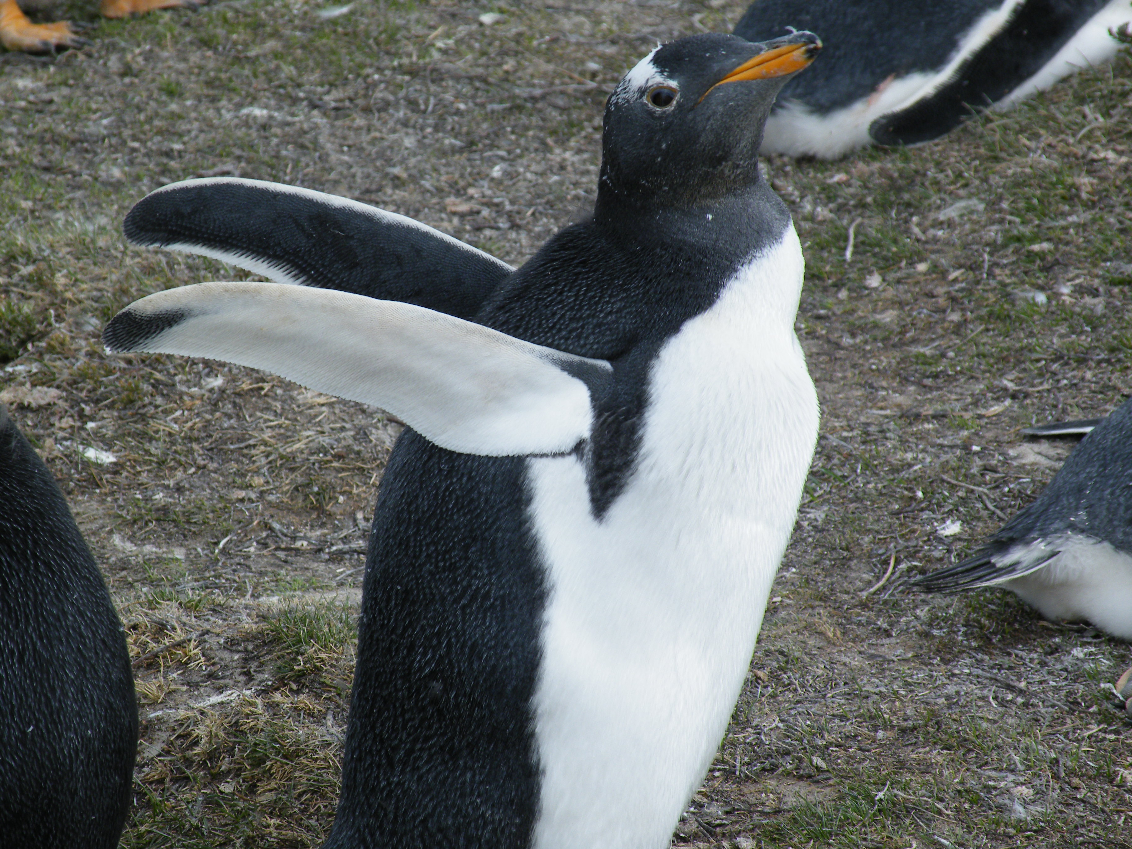 Gentoo Penguins 3